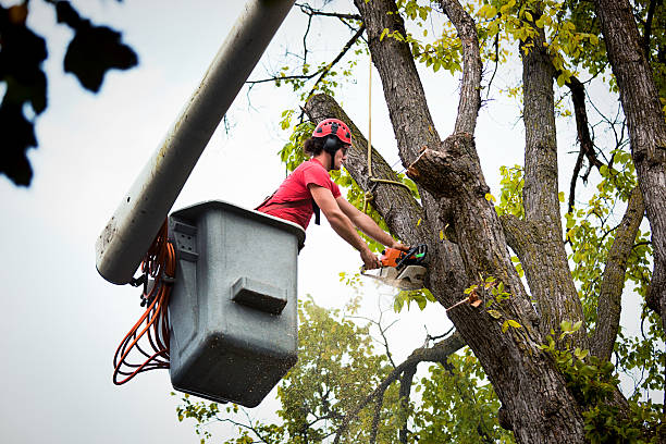 Best Tree Removal Services  in Park Ridge, IL